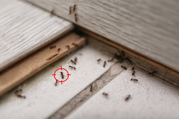 Trusted Santa Barbara, CA Pest Control Experts