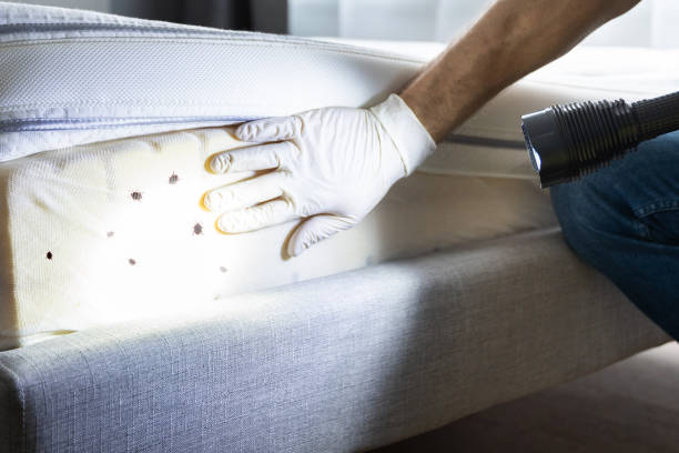 Best Ant Control Services  in Santa Barbara, CA