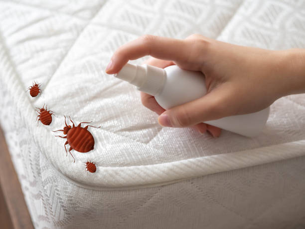 Reliable Santa Barbara, CA Pest Control Solutions