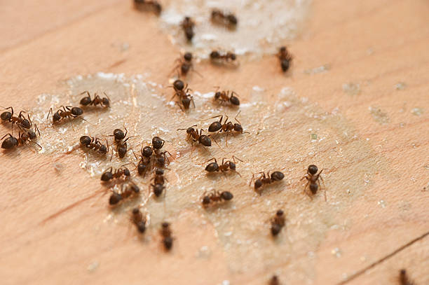 Best Exterminator Services  in Santa Barbara, CA