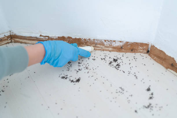 Best Best Pest Control Companies  in Santa Barbara, CA